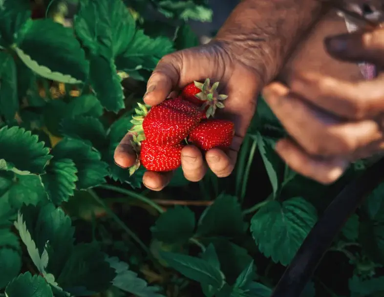 Organic Fertilizers